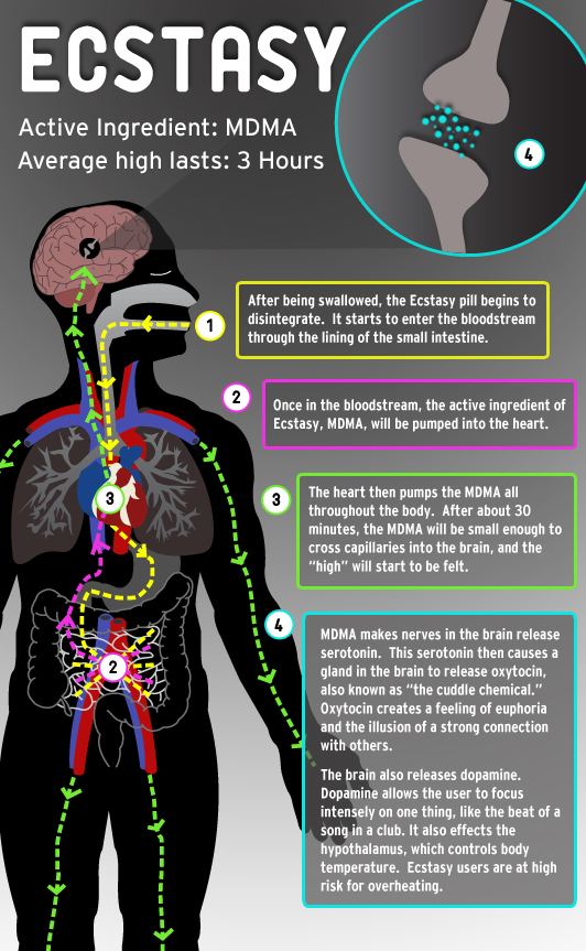 mdma effects on the body